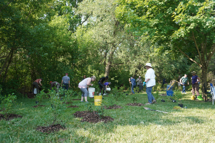 Community members and volunteers planting native trees and shrubs along the Avon River during the ReLeaf Stratford event.